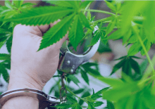 How Many Marijuana Arrests in Washington.png