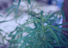 Washington Marijuana Tax Revenue 2026.png